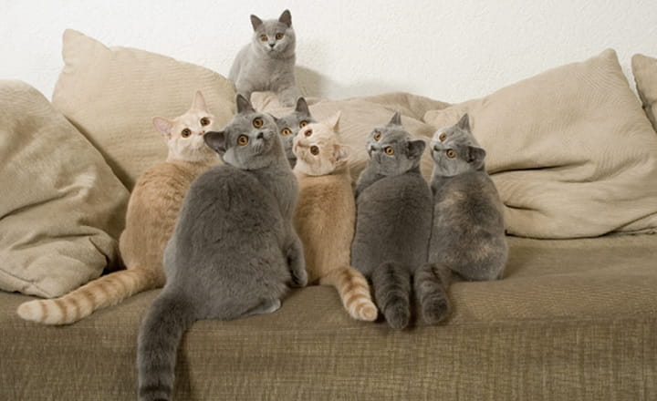 professionele cat sitting: hoe wij omgaan met meerdere katten als